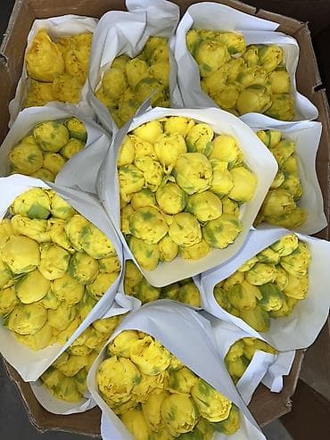 Дом и сад: Тюльпаны - Сорт: нежно-розовые тюльпаны с мягкой желтой каймой на — 9