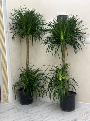 вазы напольные: Продаётся Драцена 🌿 📏 Высота: 1 м 80 см 💰 Цена: 4500 сом ✨ Эффектное — 1