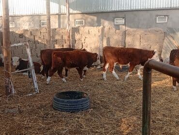 Айыл-чарба жаныбарлары: Сатам | Бука (эркек) | Герефорд | Бордоп семиртүү үчүн — 8