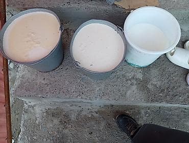 я ишу карову: Продаю | Корова (самка) | Для молока | После отела — 6