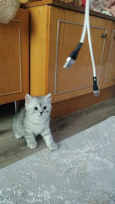 Животные: Скотиш Страйт (Шотландская прямоухая), 2 месяца, Мальчик, Золотая шиншилла, Приучена к лотку — 3