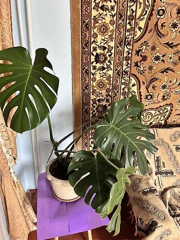 живопись натюрморт: Монстера делициоза (Monstera deliciosa) в горшке. - Крупное комнатное — 1