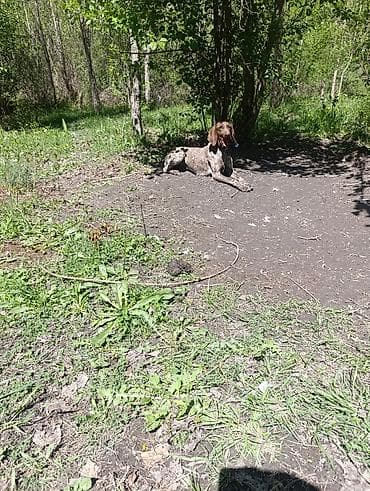 азият ит: Курцхаар, 6 месяцев, Самка — 3