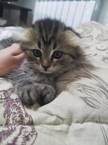 шотландский кошка: Скотиш Фолд (Шотландская вислоухая), 2 месяца, Девочка, Приучена к лотку — 1