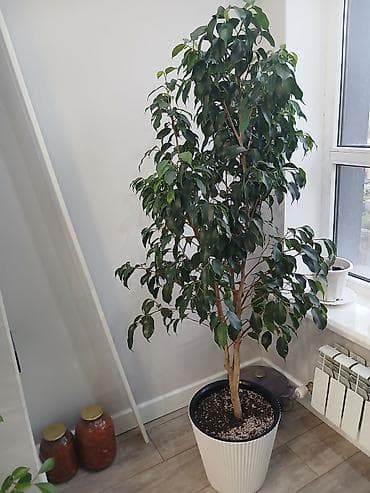 Фикусы: Комнатные растения — фикусы в декоративных кашпо - Вид: Ficus — 4