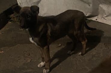 французский бульдог купить бишкек: Овчарка, 2 месяца, Самка — 24