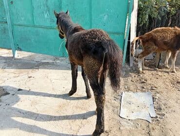 сколько стоит корова в кыргызстане 2023: Конь эркек — 1