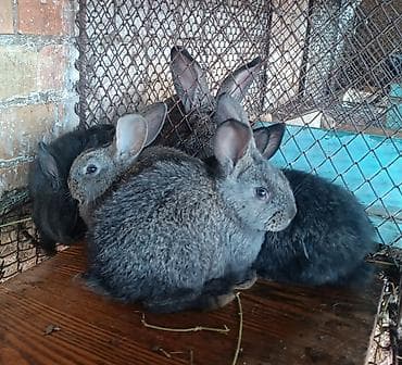 Продаю | Крольчата | Серый великан
