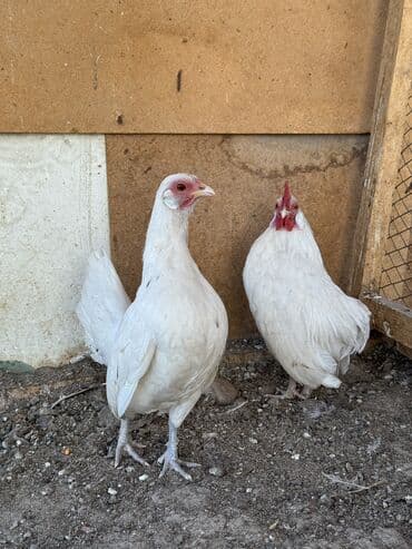 корм для форел: Продаю | Петух, Куры — 3