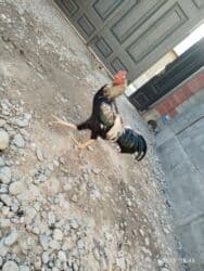 сколько стоит шиншилла маленькая: Продаю | Куры | Домашняя | Для разведения — 2