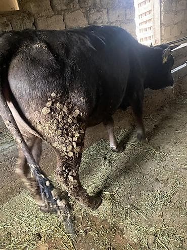 лебединовка быки: Продаю | Корова (самка) | Для разведения | Привязанные — 3