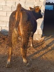 сколько длится беременность коровы: Продаю | Корова (самка) | Алатауская | Для разведения, Для молока | Стельные — 3