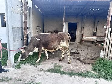 барда для коров: Продаю | Корова (самка) | Для разведения, Для молока — 1