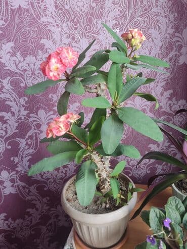 купить семена люцерна: Молочаи — 1