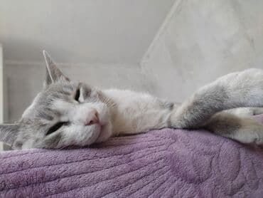 ульи пчелы: Пушистый домашний питомец с мягкой шерстью и выразительными глазами — 3