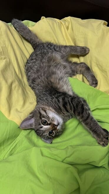 отдам котенка в добрые руки: 2 айлык, Эркек — 1