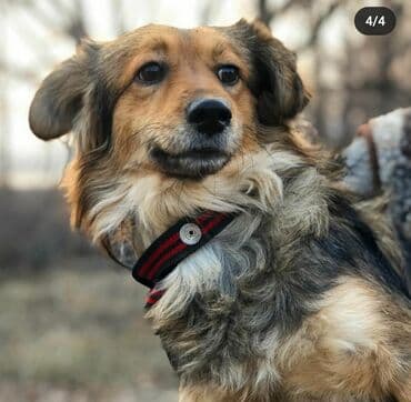 Ищет дом замечательный мальчишка, молодой-1 год, привит, от паразитов