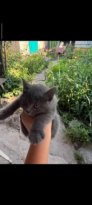 животные кот: Отдам котят в добрые руки.Котята домашние, пушистые комочки счастья — 1