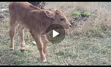 Үй жаныбарлары үчүн товарлар: Сатам | Музоо — 1