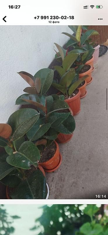 фикус триангулярис: Рассада и комнатные растения в горшках Предлагаются: - — 2