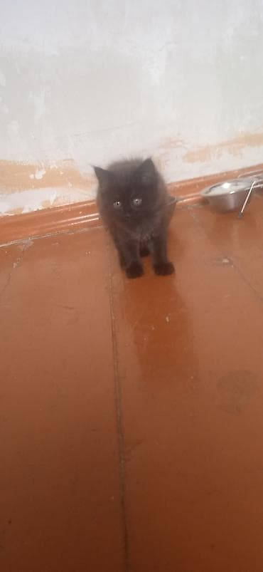 кошки породистые: Котята, короткошёрстные, окрас: - угольно‑чёрный (пушистый, янтарные — 1