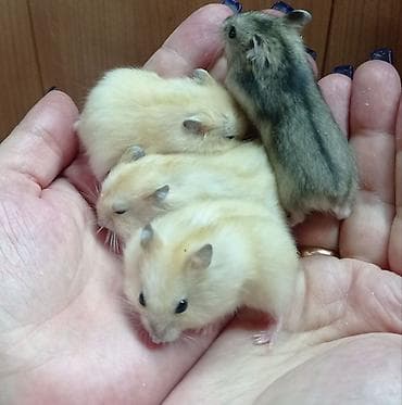 Деңиз чочколору: Продаются хомячки джунгарские, сирийские, ангорские пушистые хомячки — 4