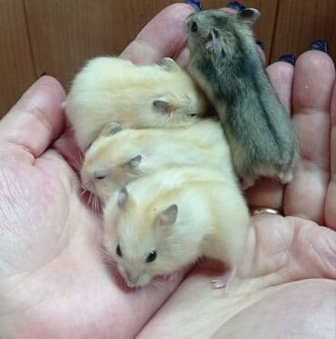 Кемирүүчүлөр: Продаются хомячки джунгарские, сирийские, ангорские пушистые хомячки — 6