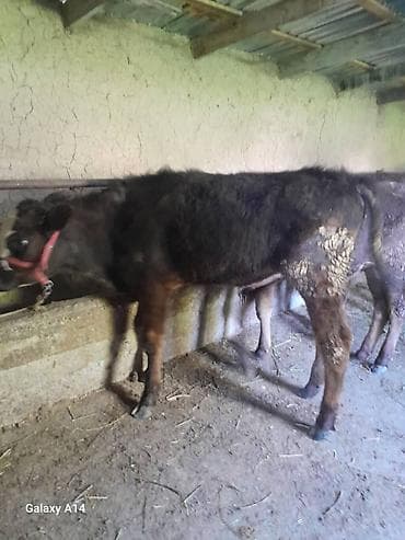 пол для скота: Продаю | Музоо, торпок | На откорм | Привязанные — 8