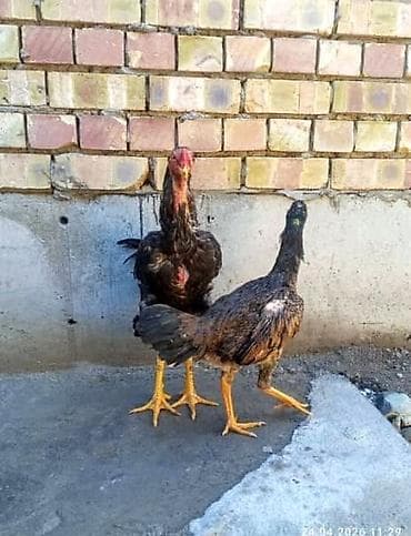 арашан ко: Сатам | Тооктор | Тебиштирүүчү | Көбөйтүү үчүн — 6