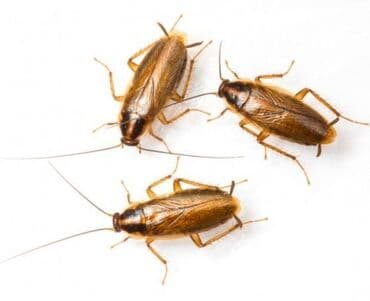 уничтожение клоп блох: Дезинфекция, дезинсекция, | Блохи, Мыши и крысы, Тараканы, | Кафе, магазины, Дома, Квартиры — 3