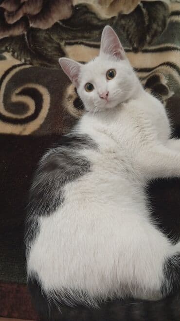 Кемирүүчүлөр: Мышык бекер берилет: Породасыз, 5 айлык, Эркек, Лотокко барууга үйрөтүлгөн, Курттардан тазаланган — 4