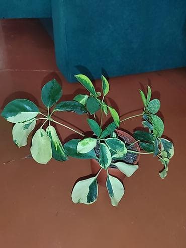 искусственный цветок в горшке большой: Шеффлера вариегатная (Schefflera arboricola variegata) в горшке. - — 1