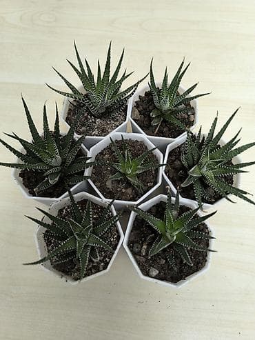 семис кой: Хавортия фасциата (Haworthia fasciata) — миниатюрные суккуленты в — 3