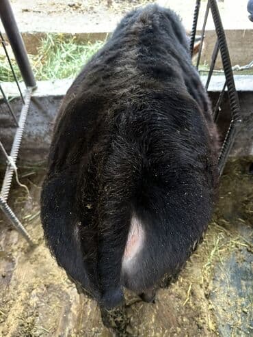 корма для коров: Продаю | Бык (самец) | На откорм | Племенные — 3