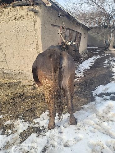 бычки лимузин: Продаю | Корова (самка) | Для молока | Стельные — 4