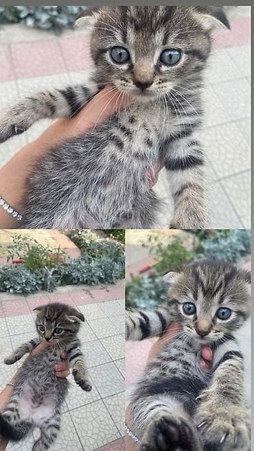 вязка скотиш страйт: Скотиш Фолд (Шотландская вислоухая), 2 месяца, Девочка — 1