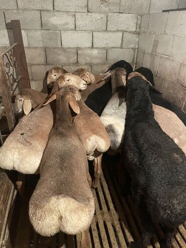 племенные коровы молочные купить: Продаю | Ягненок | Полукровка | На забой | Племенные — 11