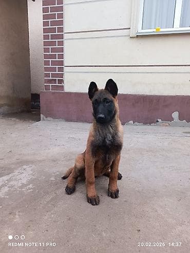 Ветеринар кызматы: Бельгия овчаркасы, 3 айлык, Ургаачы, Ит тегин тастыктоочу документ — 2