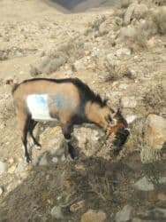 дом для собака: Продаю | Козёл (самец) | Для разведения | Племенные, Осеменитель — 3