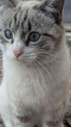 дом кошка: Кошка даром: Беспородная, 1 год, Девочка — 2