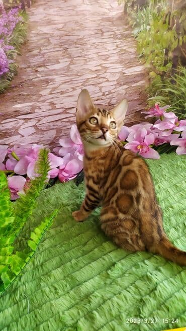 новорожденные котята: Друзья!! Проф питомник Бен Гла Мур Предлагает Шикарных элитных — 2