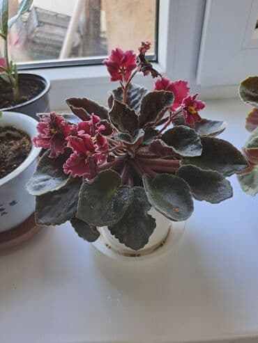 букет цветов бишкек: Смородина В розницу — 13