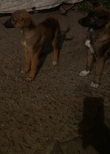 цены на чихуахуа: ЩЕНКИ ОВЧАРКИ Остались только 2 САМОЧКИ (ДЕВОЧКИ ) - крепкие, умные и — 3