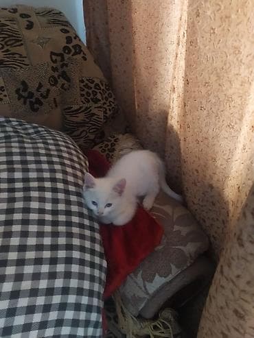 кошка белая: Белый котёнок с голубыми глазами. - Окрас: сплошной белый. - Возраст — 1