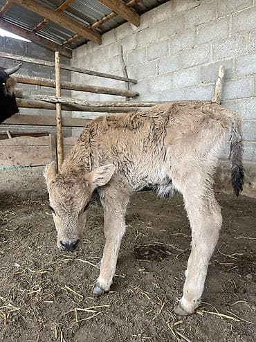 миринос кой: Продаю | Музоо, торпок | На откорм, На забой, Для разведения — 3