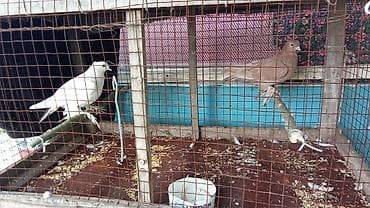 корм для птицы: Пара домашних голубей в вольере. - Породы/масти: один белый голубь — 4