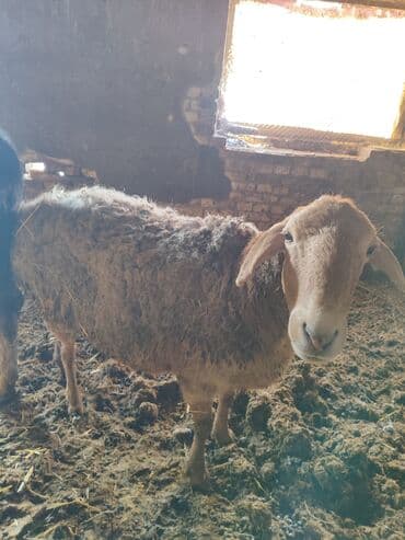 Продаю | Овца (самка) | Для разведения | Матка