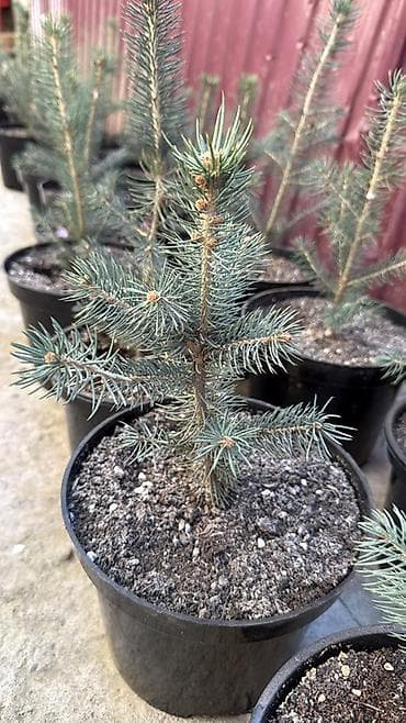 4 pot: Ель голубая (Picea pungens ‘Glauca’) — саженцы в контейнерах - — 1