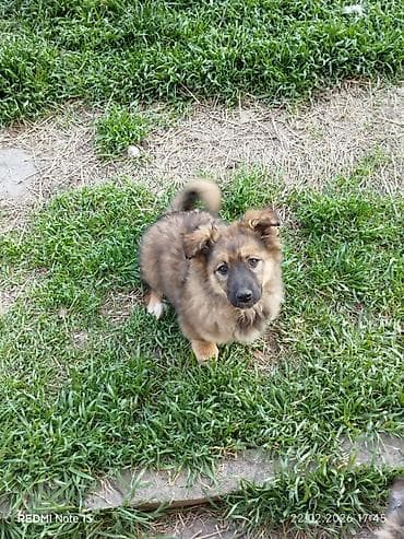 хаски маленькие цена: Собака даром: Дворняжка, 3 месяца, Самка — 1