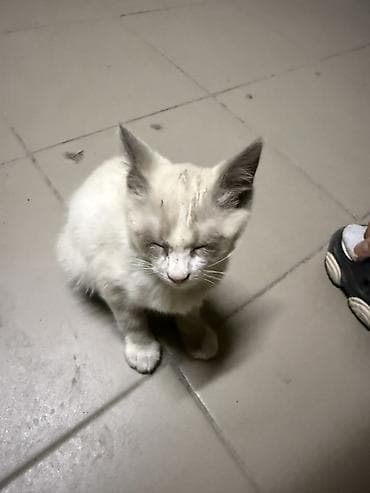 котято: В добрые руки ‼️‼️‼️ Котёнок с светло-кремовой шерстью и серыми — 1